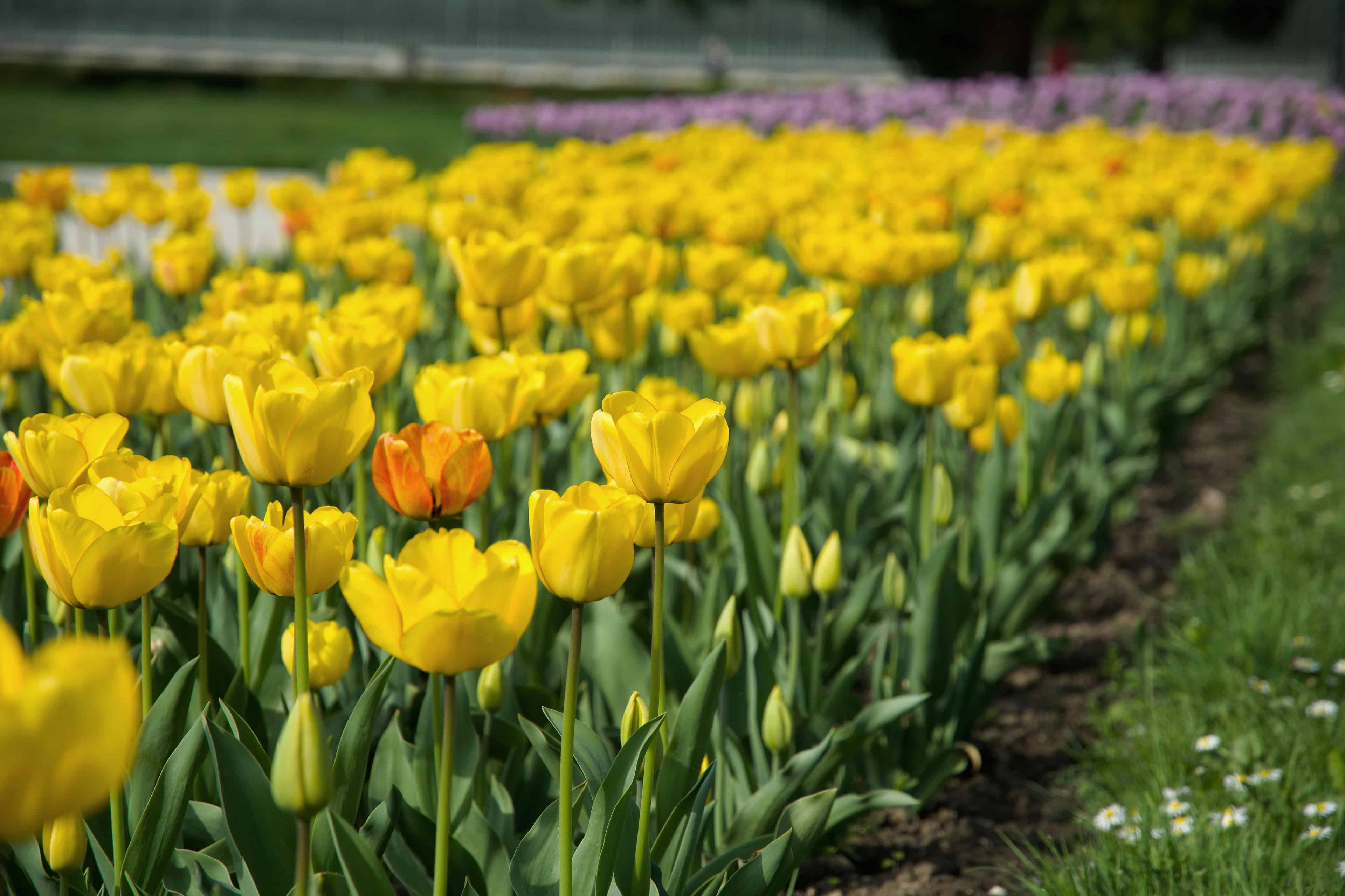 Garden Beds image