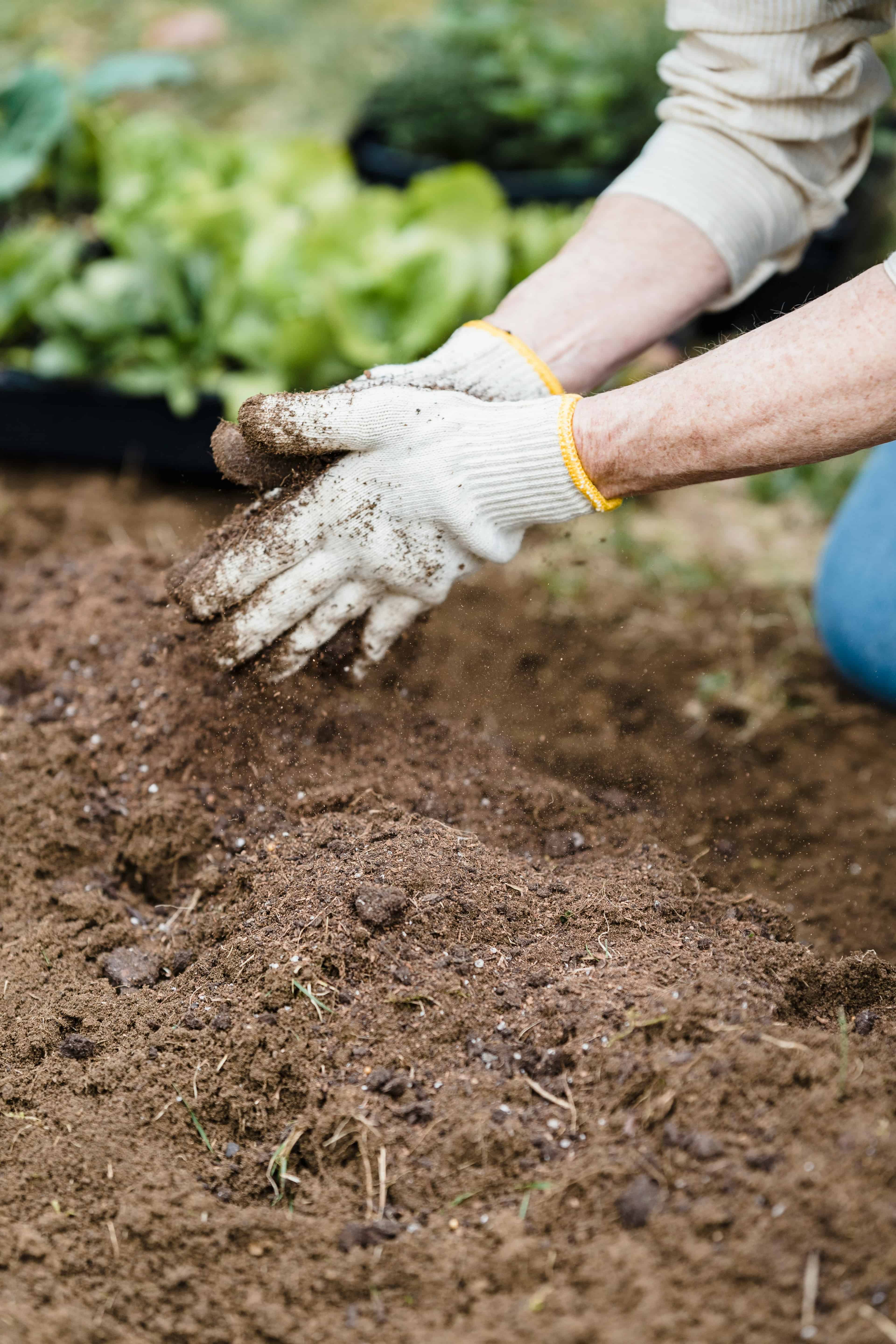 Planting image