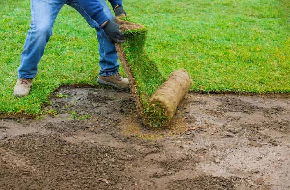 Sod Installation image