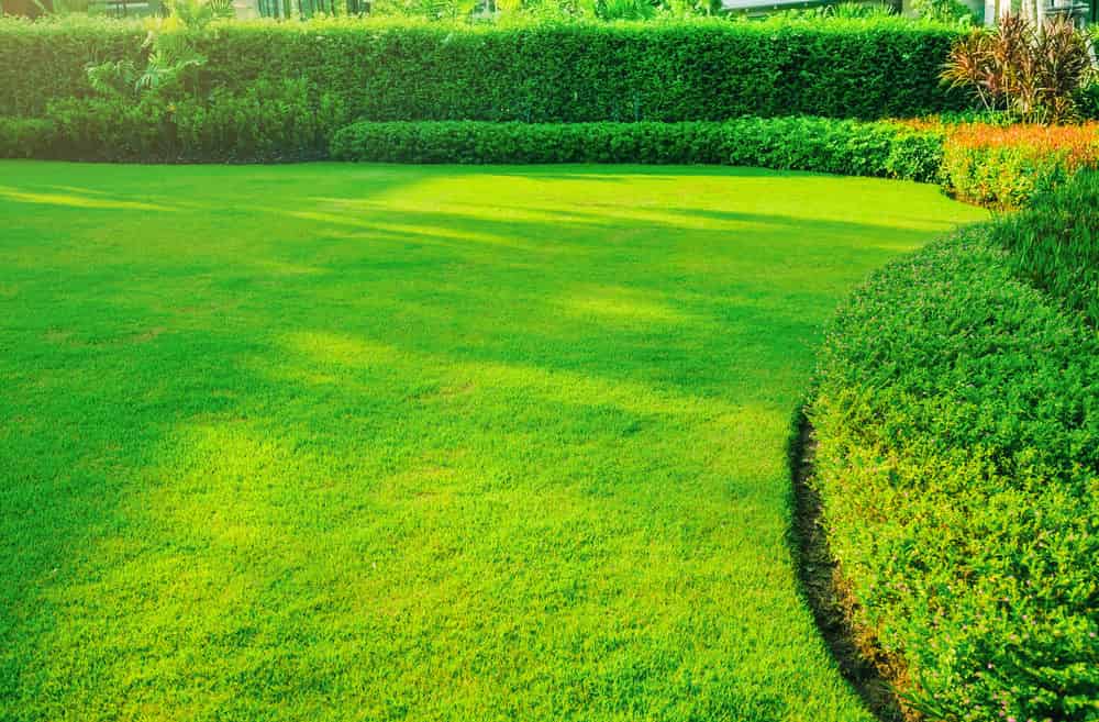 Lawn Maintenance image