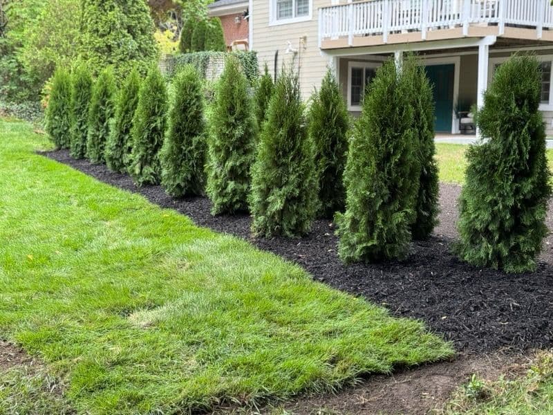 Project Thriving Esmeralda Evergreens in Sleek Black Mulch image