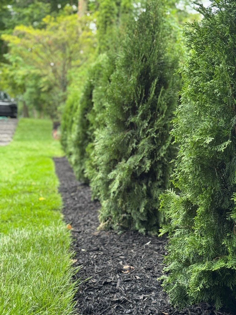 Thriving Esmeralda Evergreens in Sleek Black Mulch